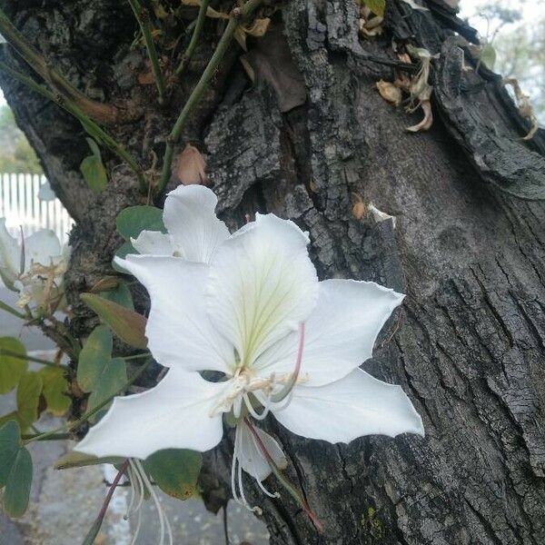 Bauhinia variegata 花