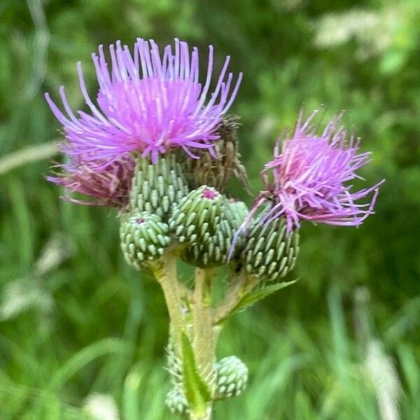 Cirsium monspessulanum फूल