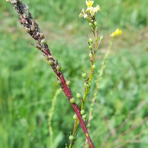 Rapistrum rugosum Fruto