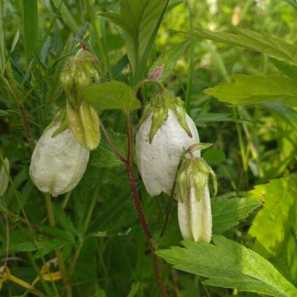 Campanula punctata Blüte