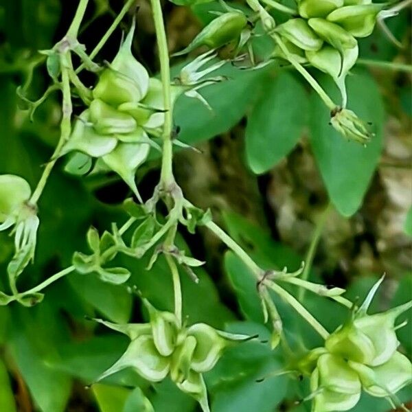 Clematis pitcheri Fruit