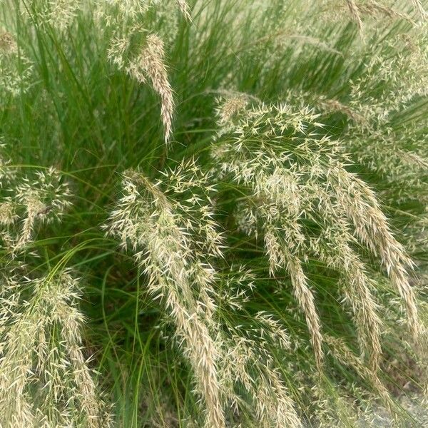 Achnatherum calamagrostis 花