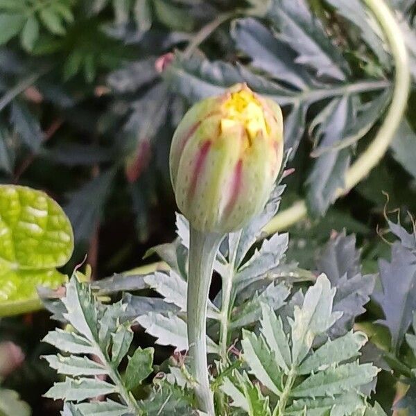 Tagetes erecta Egyéb