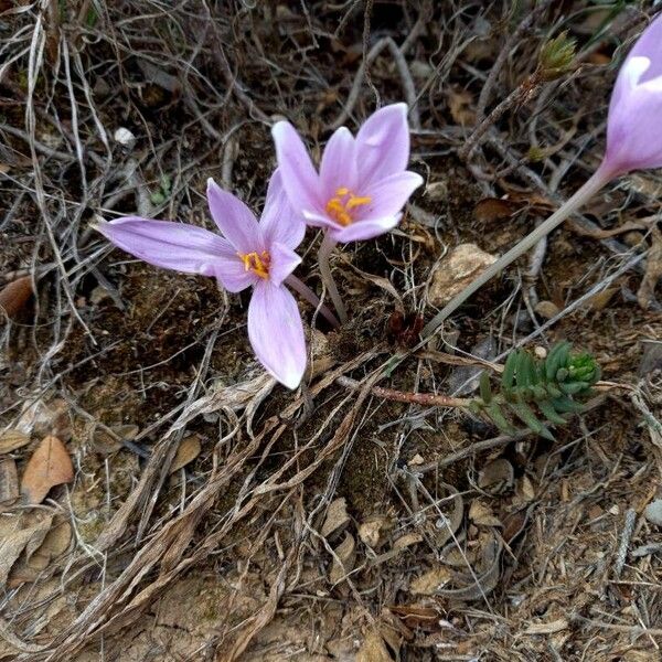 Colchicum neapolitanum 花