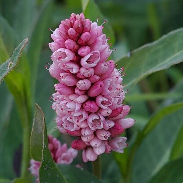 Persicaria amphibia Blomma