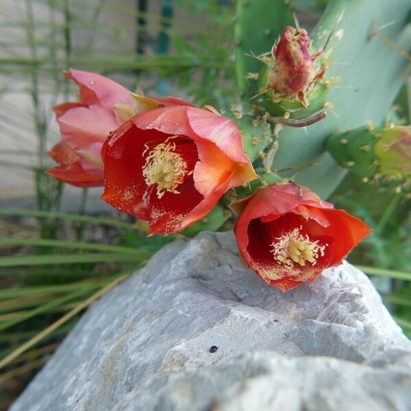 Opuntia elatior Blodyn