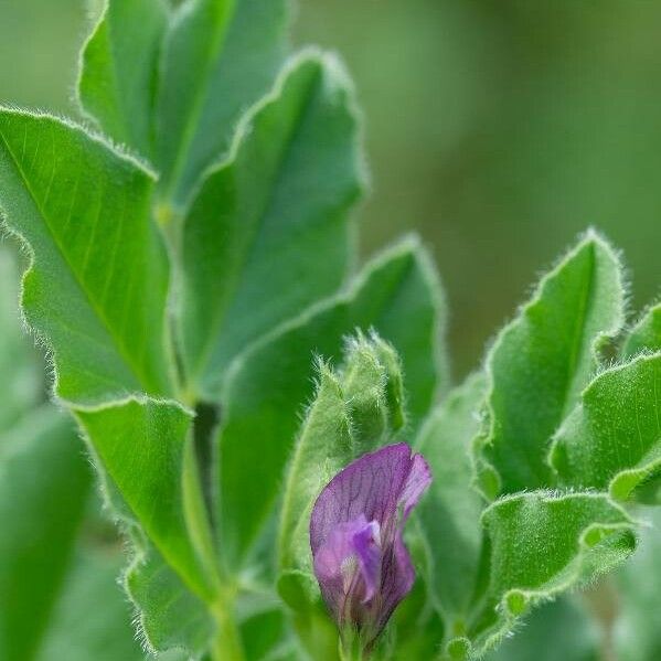 Vicia narbonensis Floare