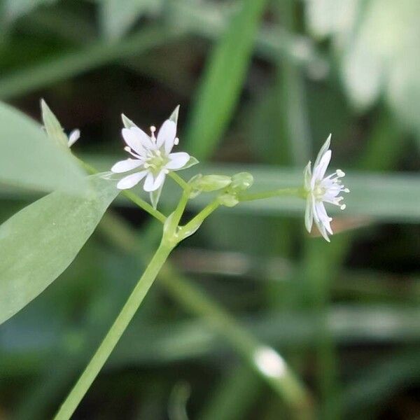 Stellaria alsine ফুল