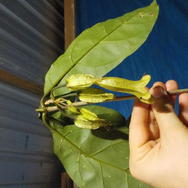 Markea longiflora Vrucht