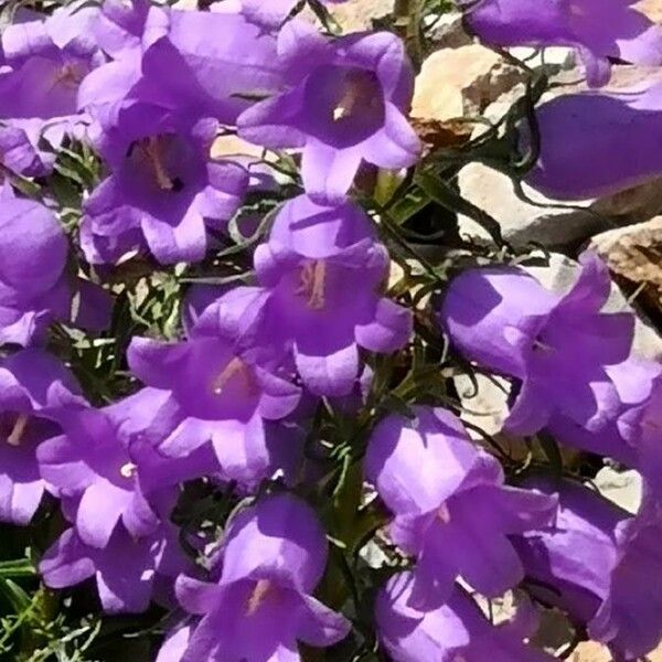 Campanula speciosa Floare