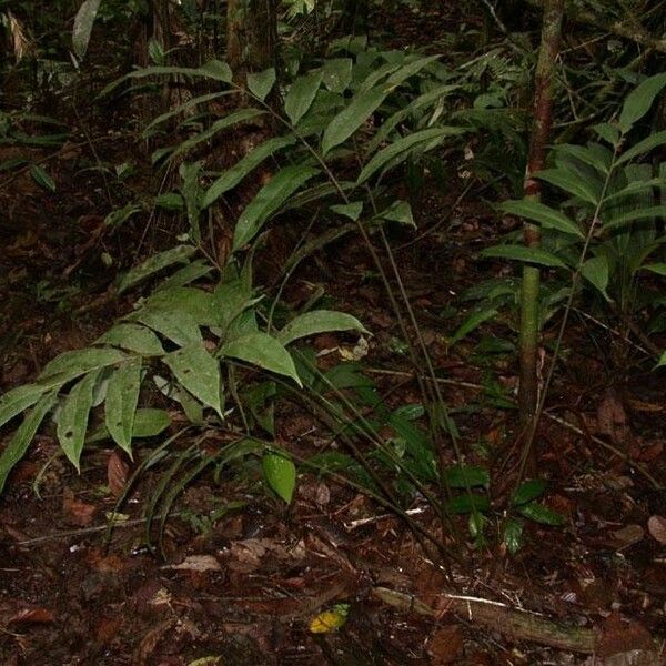 Thelypteris lingulata