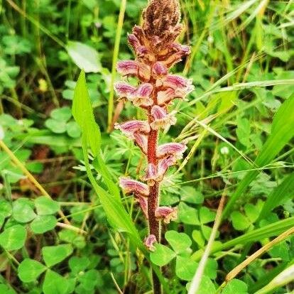 Orobanche minor Flor