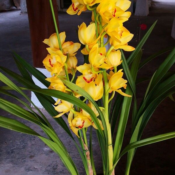 Cymbidium devonianum Flower