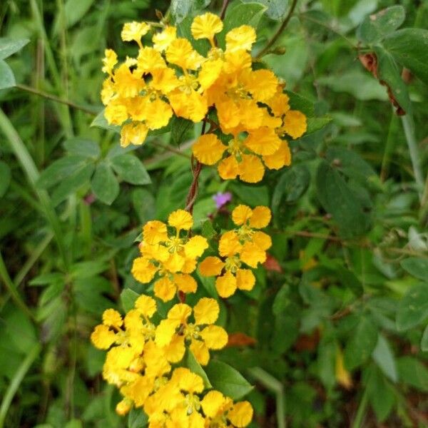 Janusia guaranitica Flower