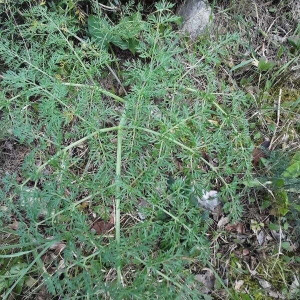 Ferula glauca 葉