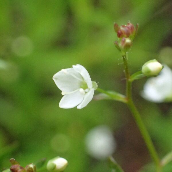 Veronica scutellata Flor