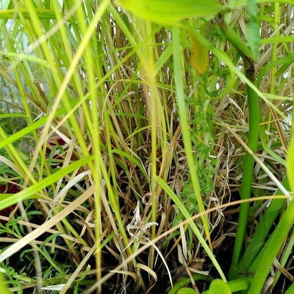 Carex muskingumensis Habit