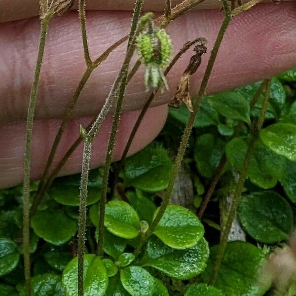 Linnaea borealis Fruit