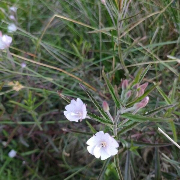 Epilobium palustre Квітка