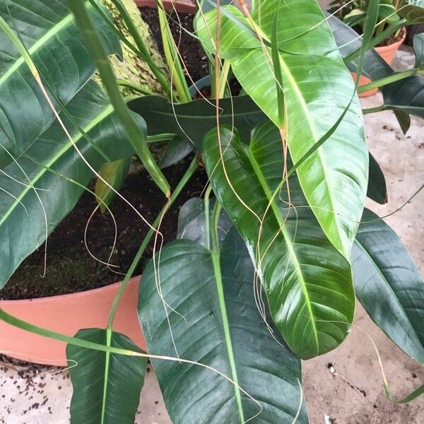 Philodendron davidsonii Levél