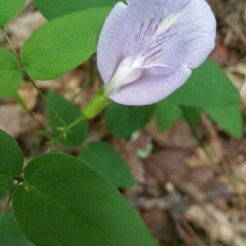 Clitoria mariana Flor