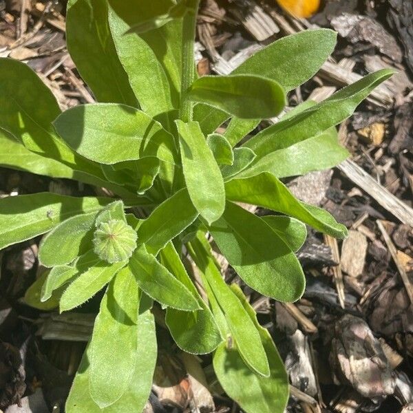 Calendula officinalis Leaf