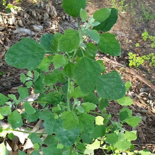 Blitum virgatum Frunză