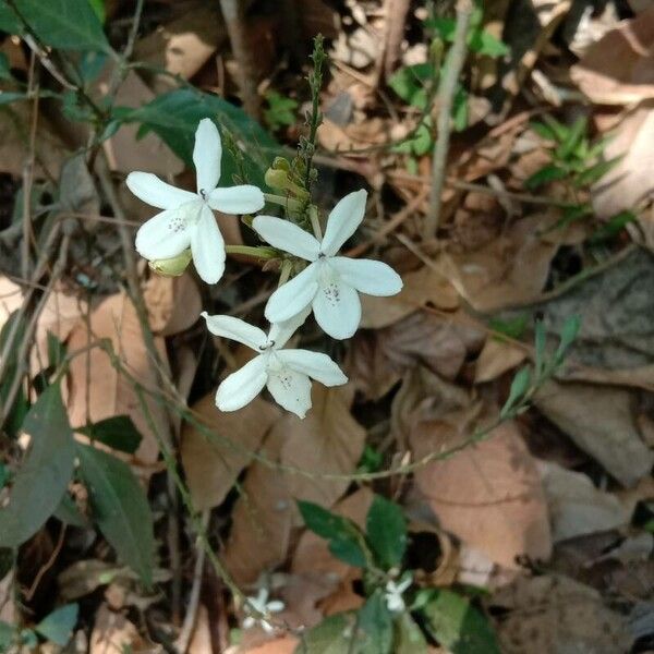 Pseuderanthemum variabile Flower