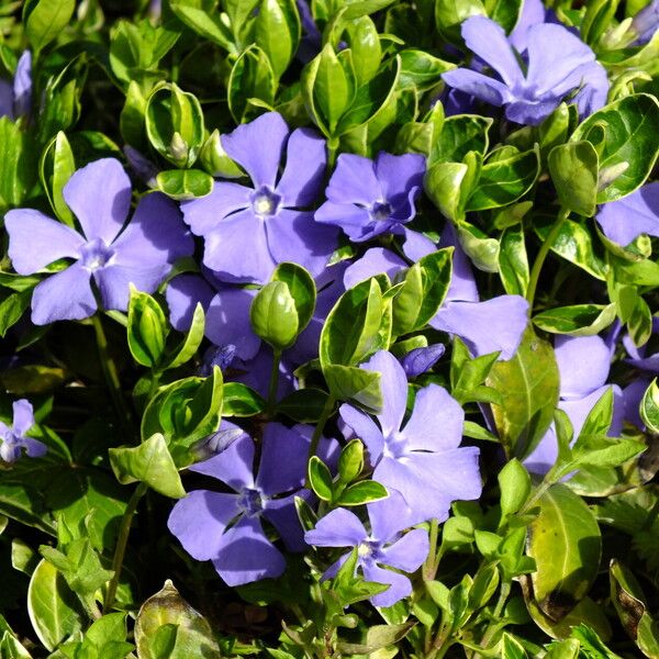 Vinca minor Fleur