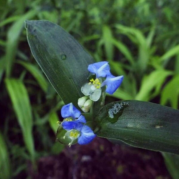 Commelina diffusa 花