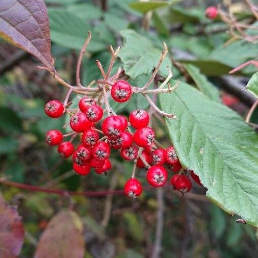 Cotoneaster coriaceus ফল