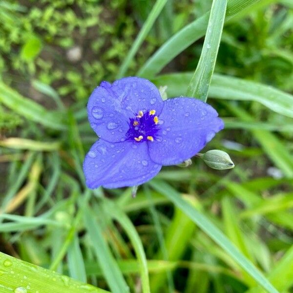 Tradescantia ohiensis Flor