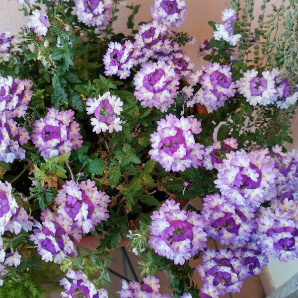 Verbena × hybrida Flor