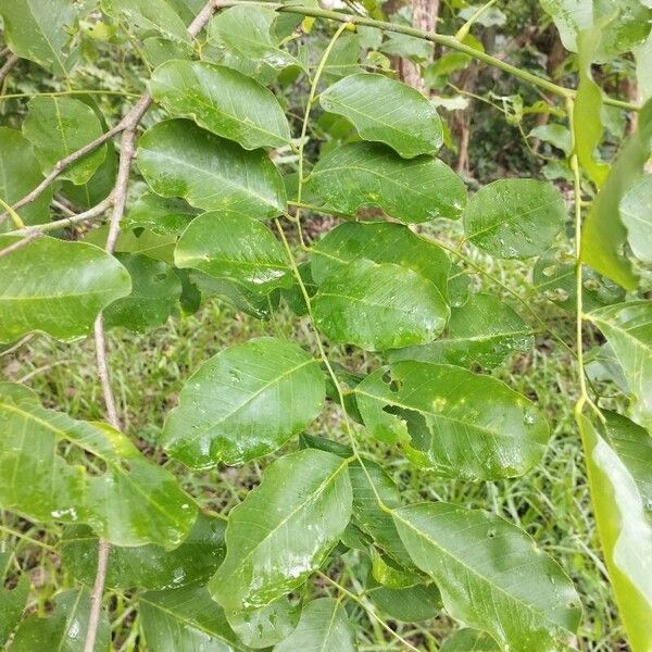 Dalbergia latifolia Blad