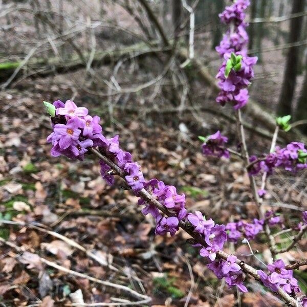 Daphne mezereum Kukka