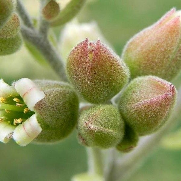 Kalanchoe beharensis 花