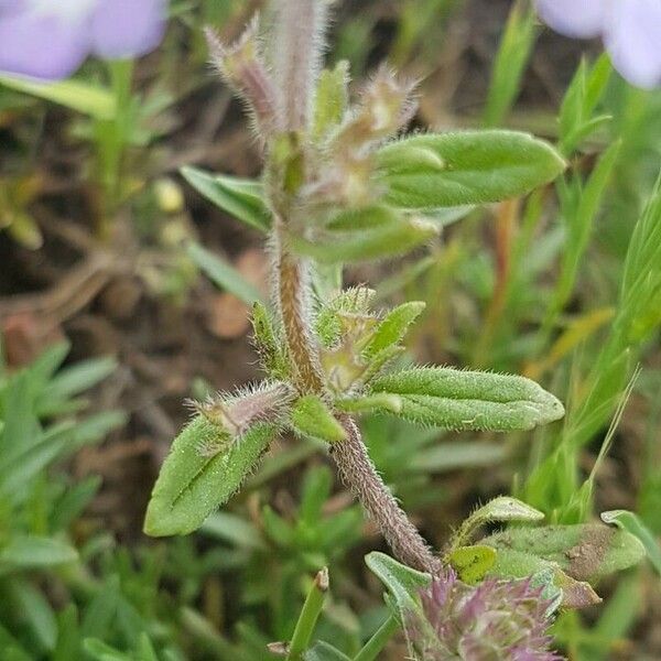 Acinos arvensis Liść