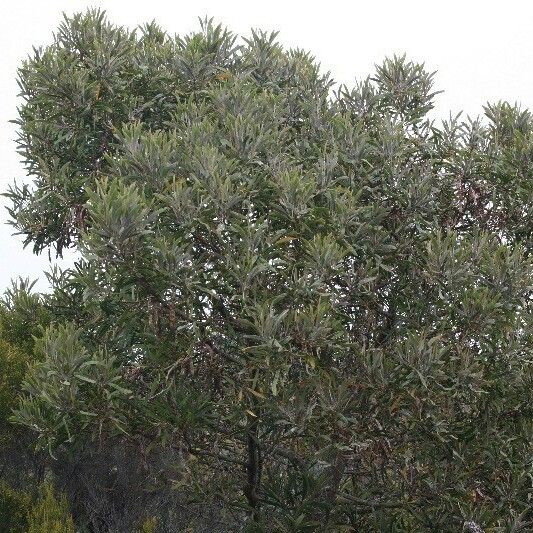 Acacia heterophylla عادت داشتن