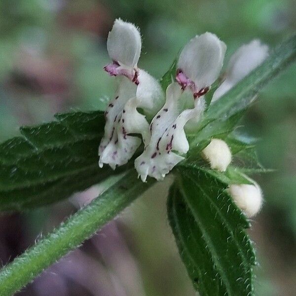 Stachys recta Fleur