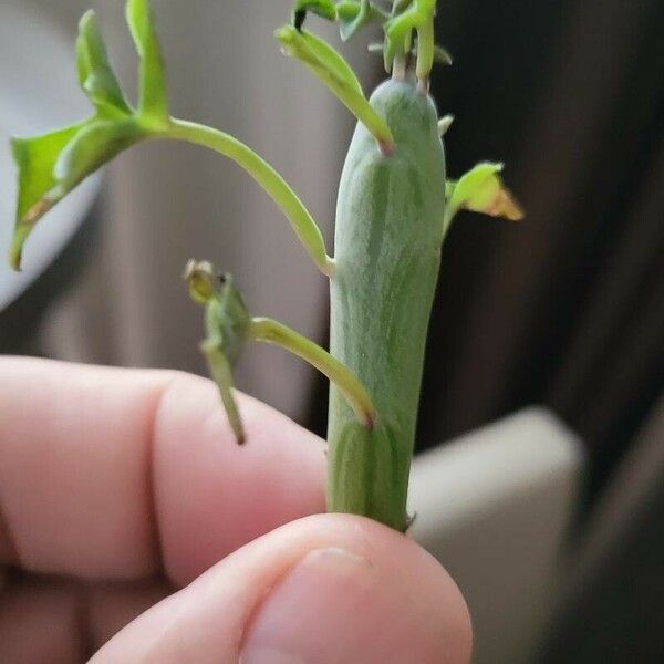 Baculellum articulatum Folha