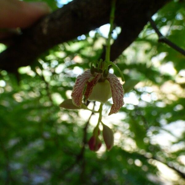 Tamarindus indica Virág