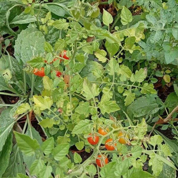 Solanum pimpinellifolium (Currant tomato)