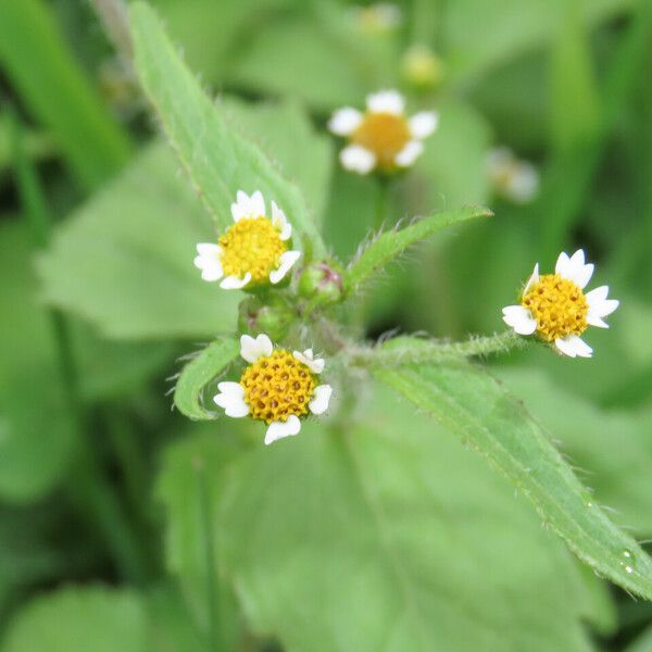 Galinsoga quadriradiata Flor