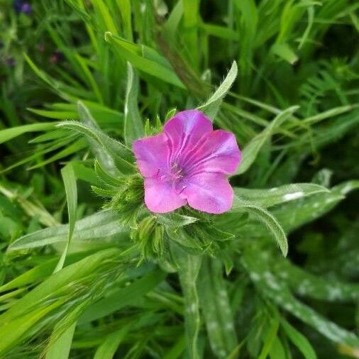 Echium plantagineum Λουλούδι