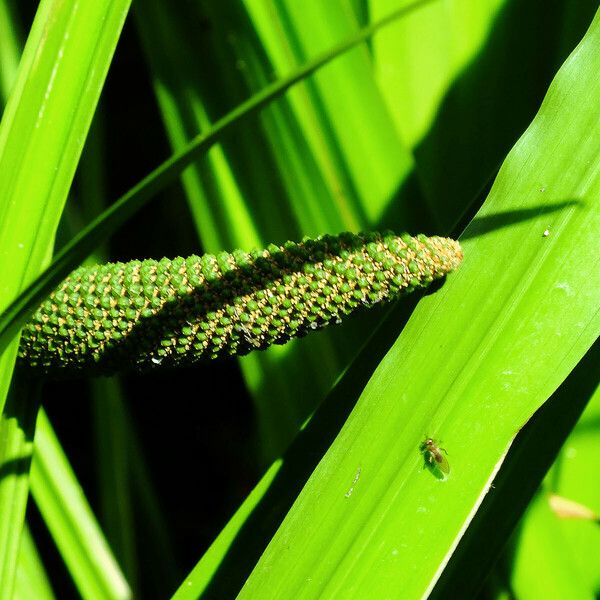 Acorus calamus 花