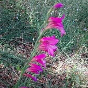 Gladiolus italicus Flower