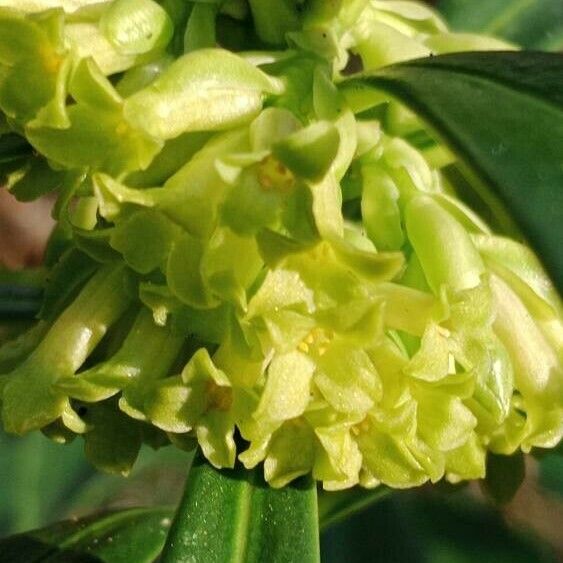 Daphne laureola 花