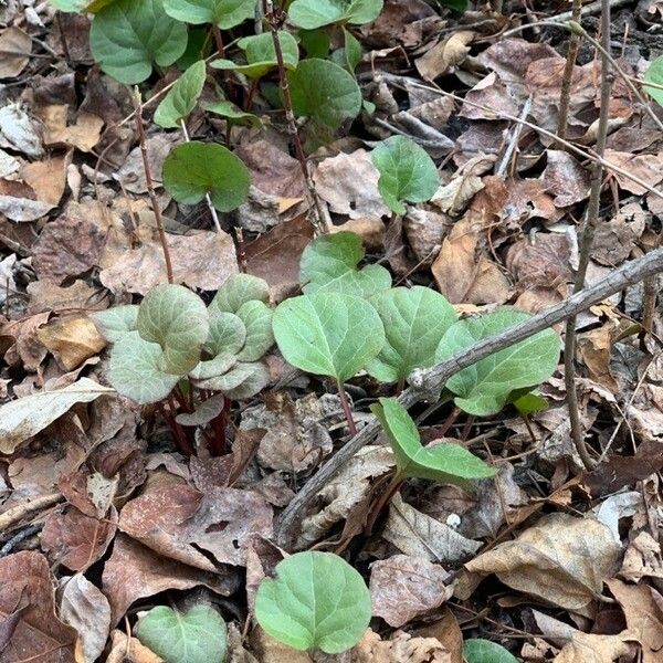 Pyrola asarifolia Lehti