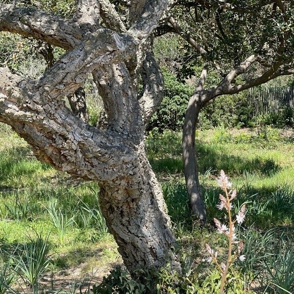 Quercus suber Kůra