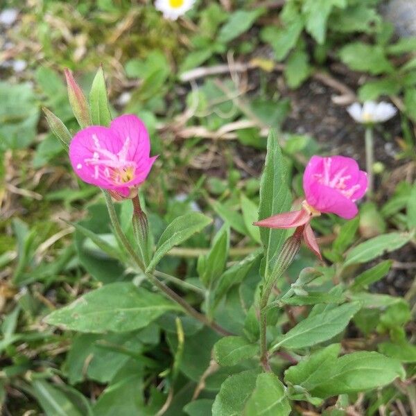 Oenothera rosea Lorea